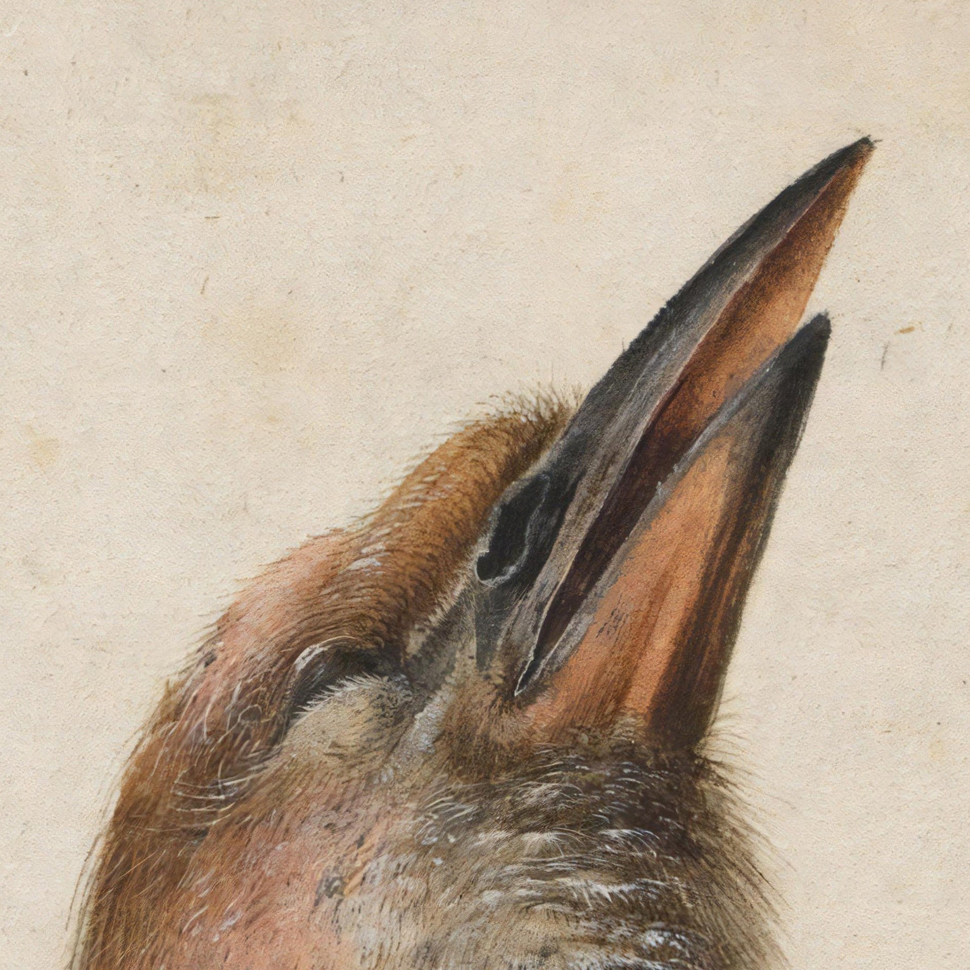 Albrecht Dürer Dead Blue Roller, 3D Textured Print