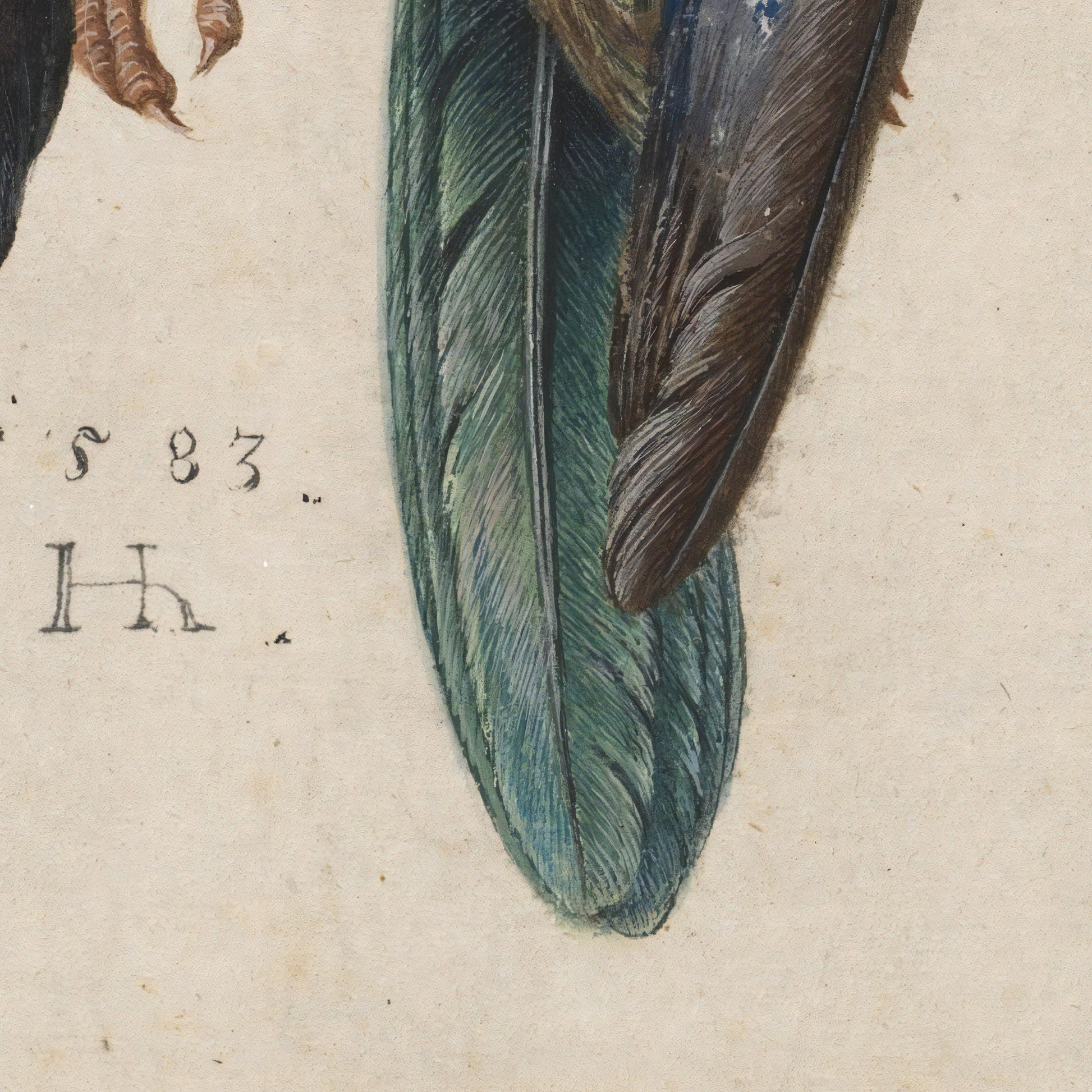 Albrecht Dürer Dead Blue Roller, 3D Textured Print