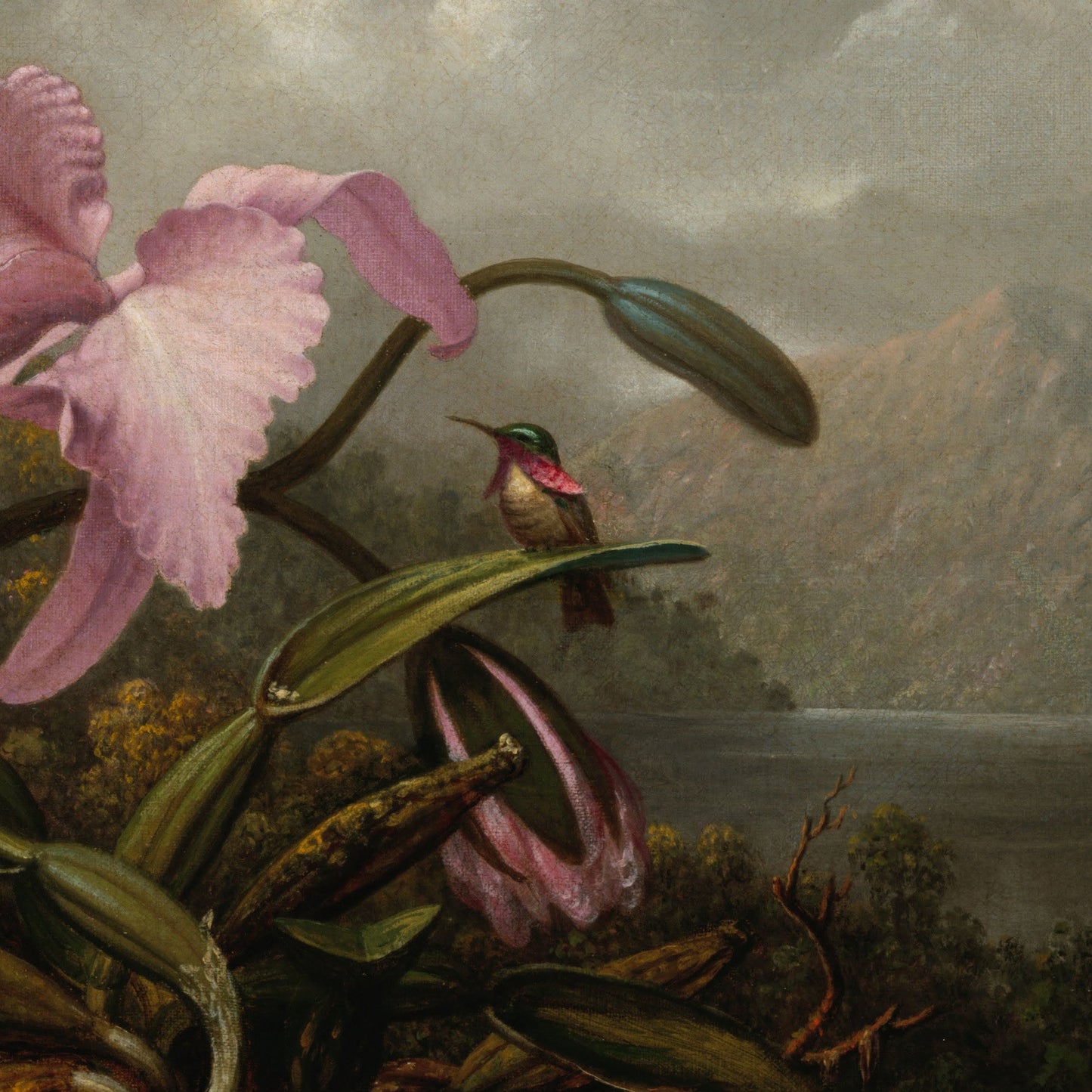 Orchid and Hummingbird 3D Print by Martin Johnson Heade