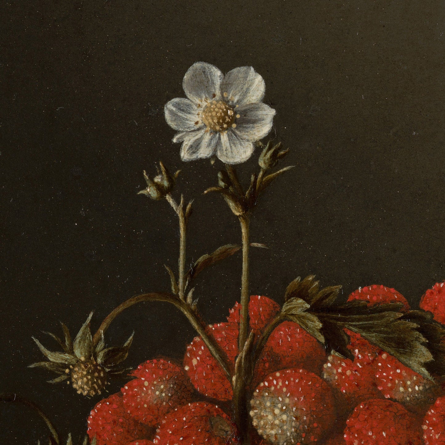 Still Life with Wild Strawberries by Coorte Adriaen, 3d Printed with texture and brush strokes looks like original oil painting.