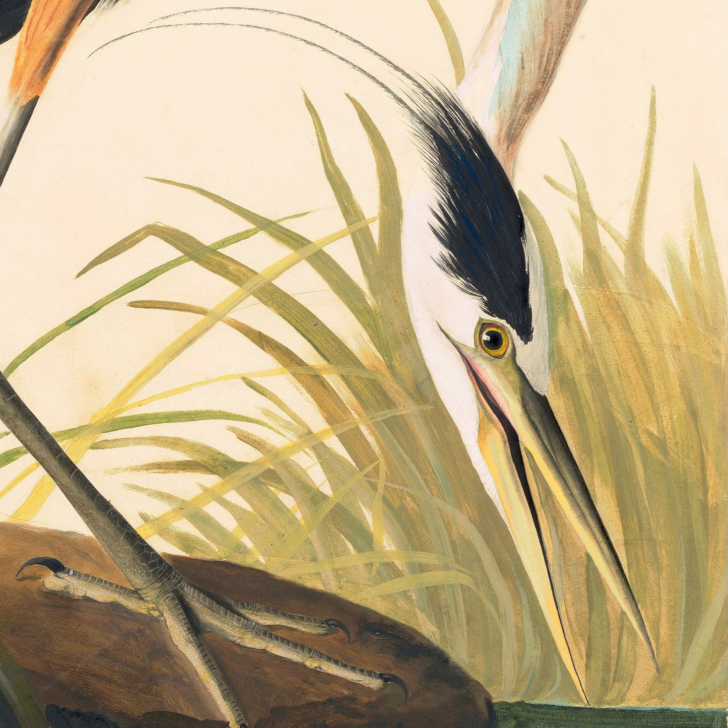 Great Blue Heron by John James Audubon, 3d Printed with texture and brush strokes looks like original oil painting