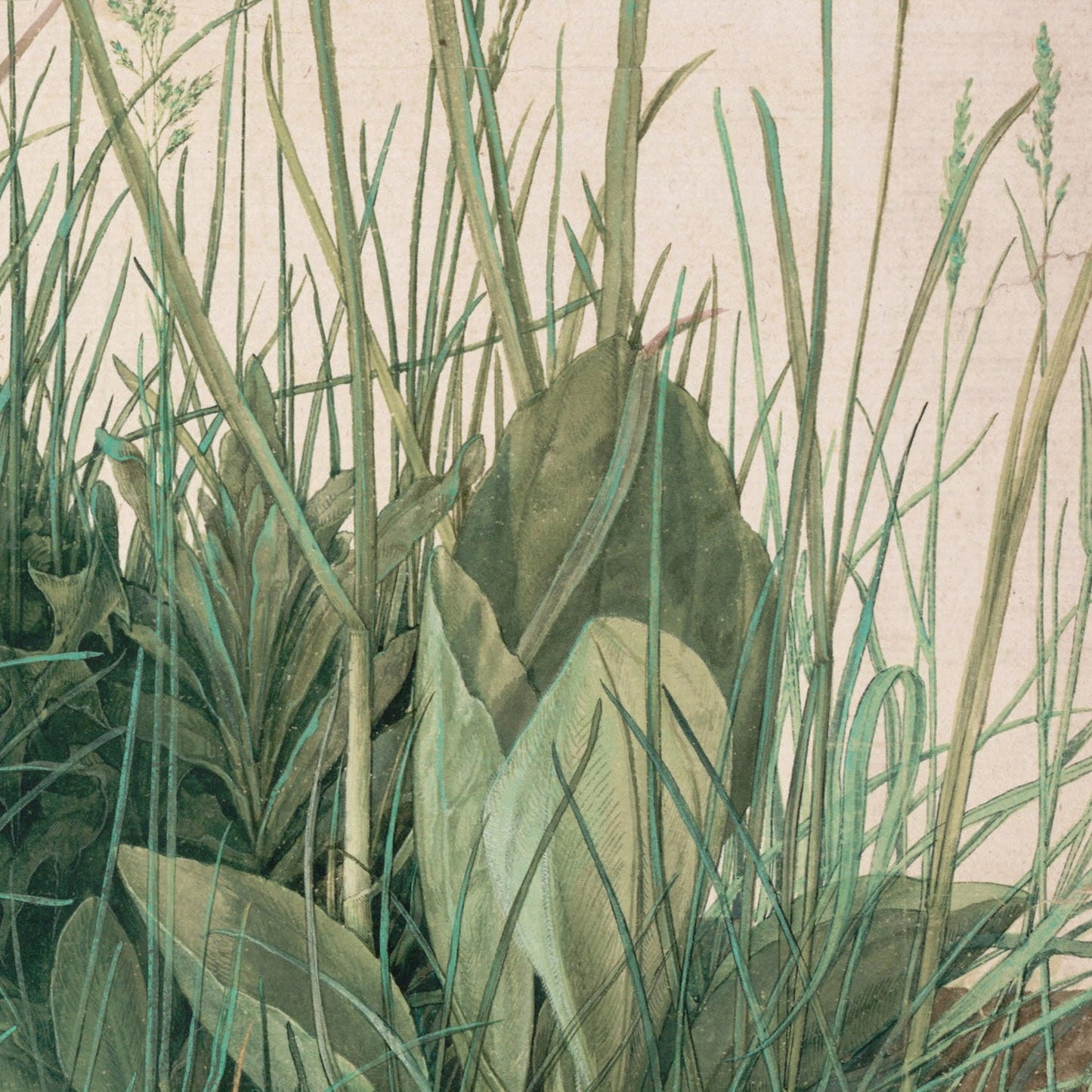Albrecht Dürer 'Large Piece of Turf' 3D Textured Print