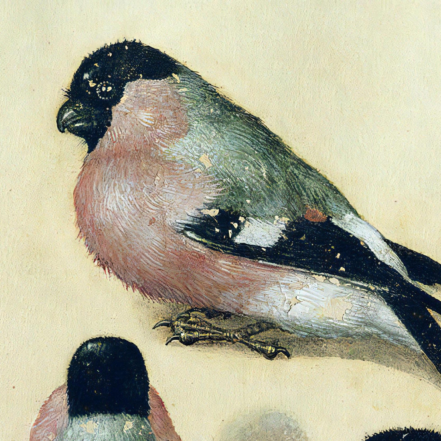 Dürer Bullfinch Print: Textured 3D Reproduction