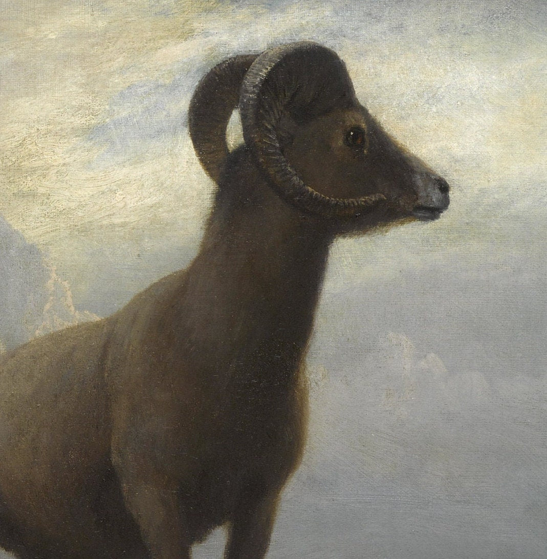 Study of a Bighorn Ram by Albert Bierstadt, 3d Printed with texture and brush strokes looks like original oilpainting,high quality.